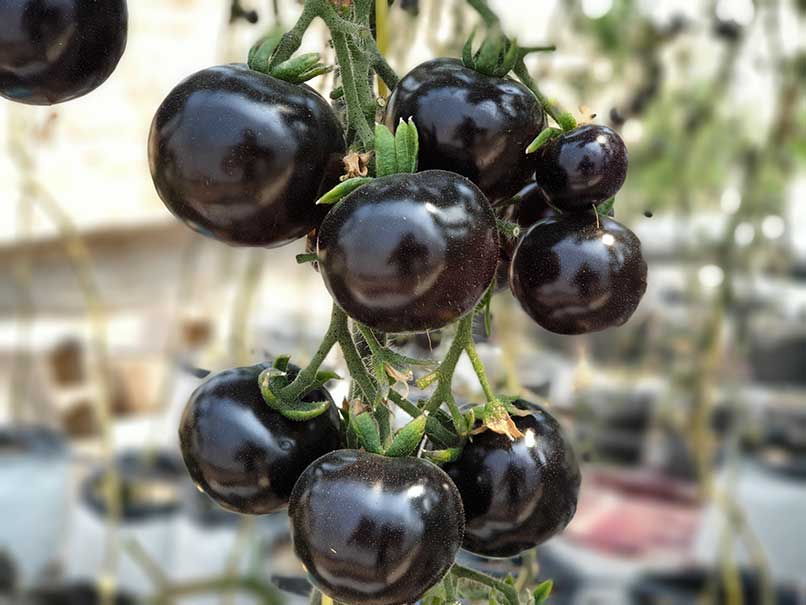 Warum die Kumato-Tomate andere hinsichtlich ihrer gesundheitlichen Vorteile übertrifft und wie man sie anbaut