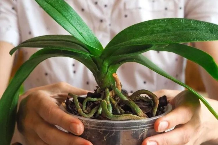 Warum hat meine Orchidee nur Blätter und keine Blüten? Was tun, um die Blüte anzurege