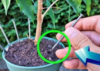 Warum hinterlassen sie alle einen Nagel in den Pflanzen, bevor sie in den Urlaub fahren?