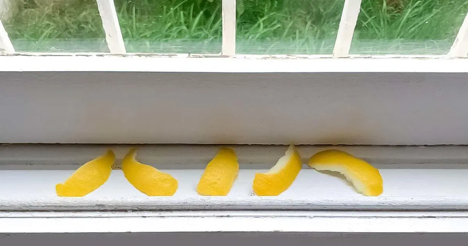 Warum ist es gut, Zitronenschalen auf der Fensterbank zu lassen?