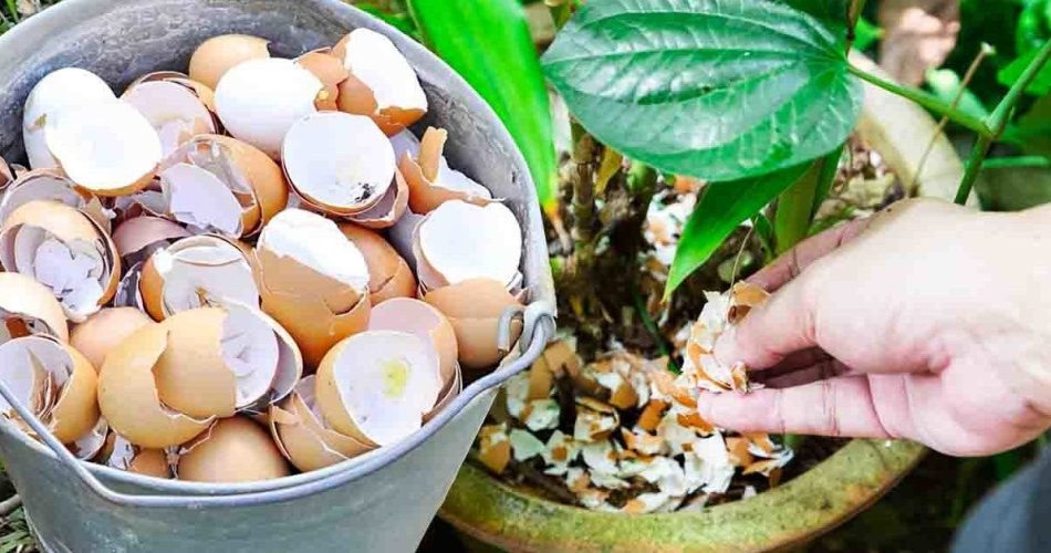 Warum ist es so genial, Eierschalen um Pflanzen zu legen?