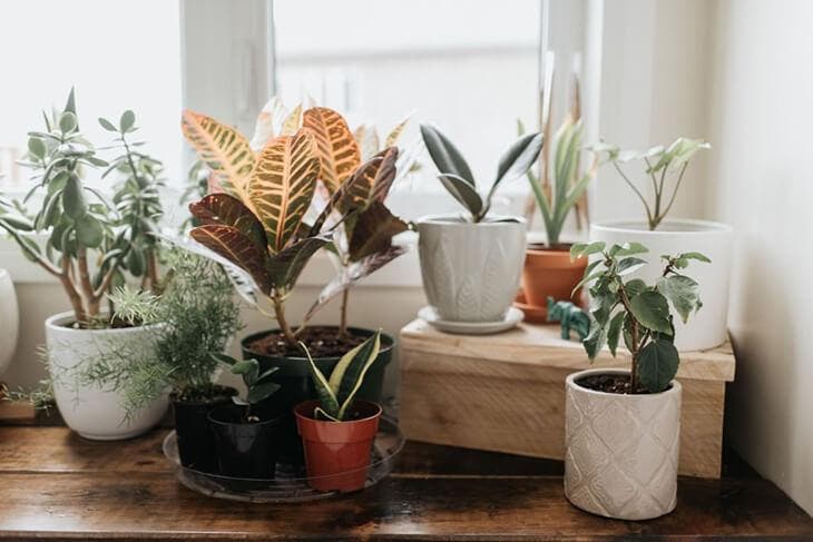 Warum ist es wichtig, Bananenschalen auf Ihre Pflanzen zu legen? Der clevere Trick der cleveren Gärtner 4 Zimmerpflanzen 1