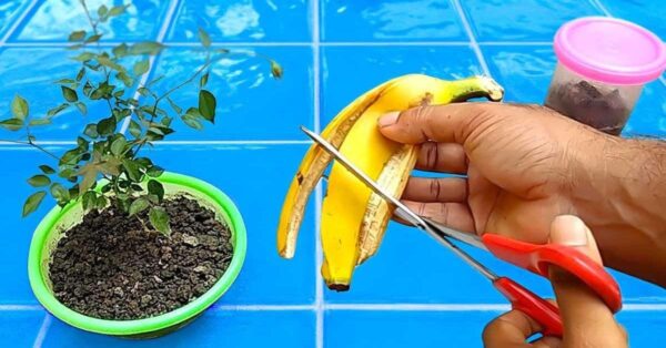 Warum ist es wichtig, Bananenschalen auf Ihre Pflanzen zu legen? Der clevere Trick cleverer Gärtner