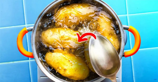 Warum ist es wichtig, Essig in Kartoffelwasser zu gießen?