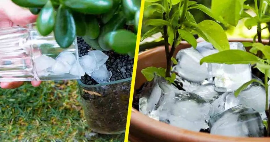 Warum ist es wichtig, Pflanzen mit Eiswürfeln zu gießen?