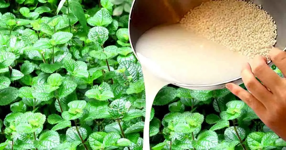 Warum ist es wichtig, Reiskochwasser auf Pflanzen zu gießen?