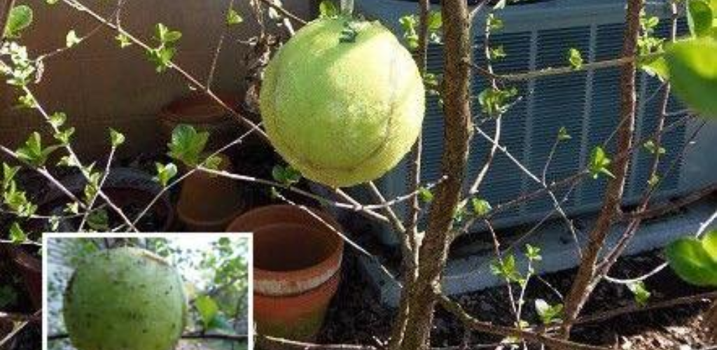 Warum ist es wichtig, einen Tennisball in Obstbäumen aufzuhängen und welche Rolle spielt er?
