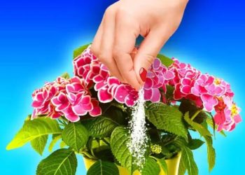 Warum muss man Hefe in Blumentöpfe geben?