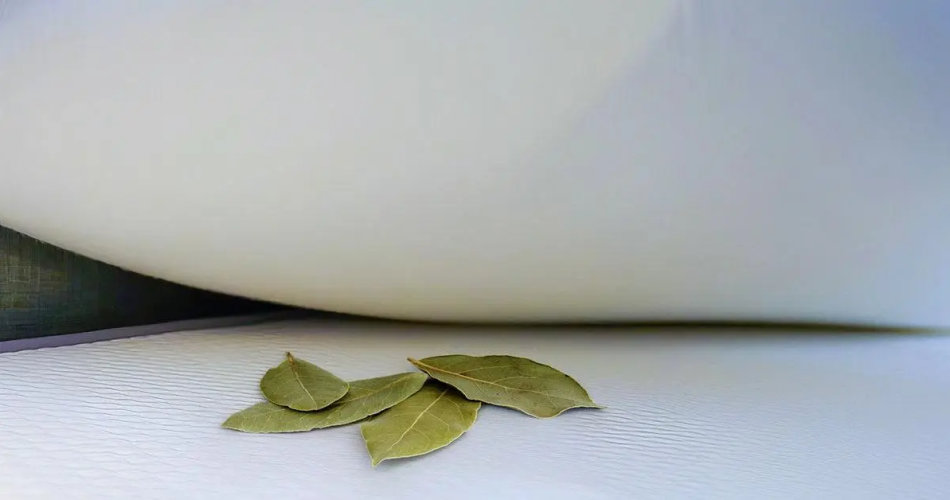 Warum muss man ein Lorbeerblatt unter sein Kopfkissen stecken?