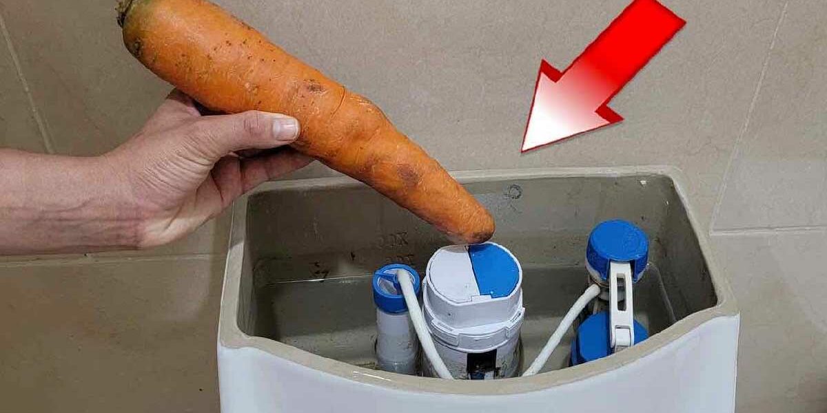 Warum muss man eine Karotte in die Toilette geben?