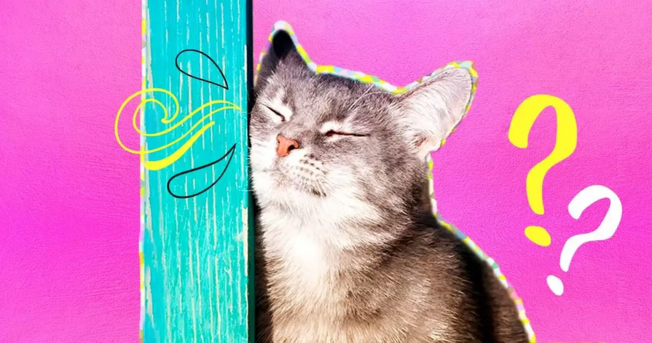 Warum reiben Katzen an Gegenständen und welche Bedeutung hat das?