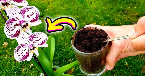 Warum sollte Kaffeesatz über Orchideen gegossen werden? 3 Vorteile, die Sie nicht kennen