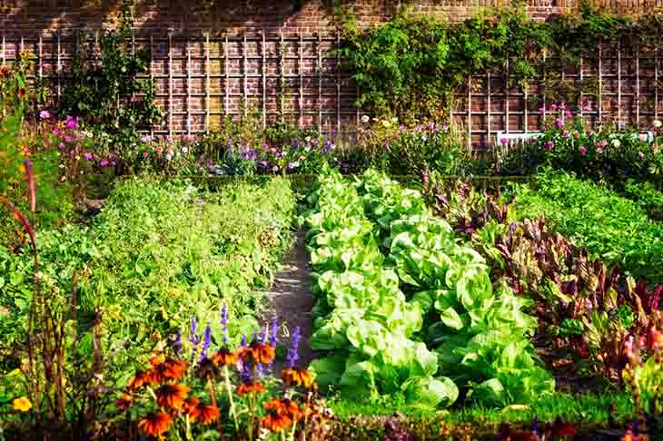 Gemüsegarten - Quelle: spm