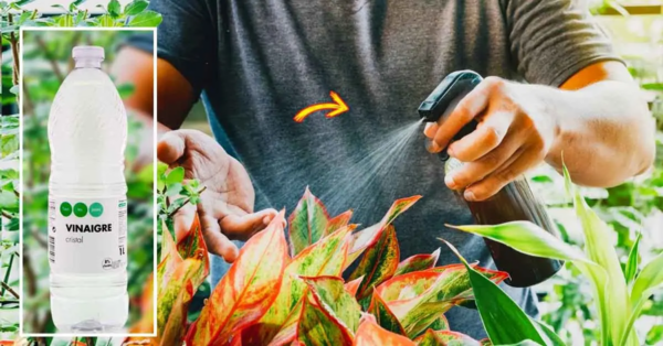 Warum sollten Sie Essig für Ihre Pflanzen verwenden? 7 fantastische Verwendungsmöglichkeiten