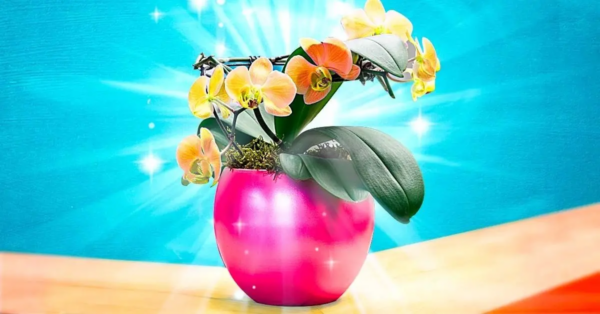 Warum sollten Sie eine gelbe Orchidee in Ihrem Zuhause haben?