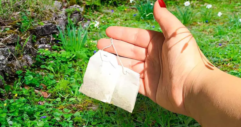 Warum sollten Teebeutel gepflanzt werden? Dies ist der Trick erfahrener Gärtner. Ihre Nachbarn werden Ihr Geheimnis erfahren wollen