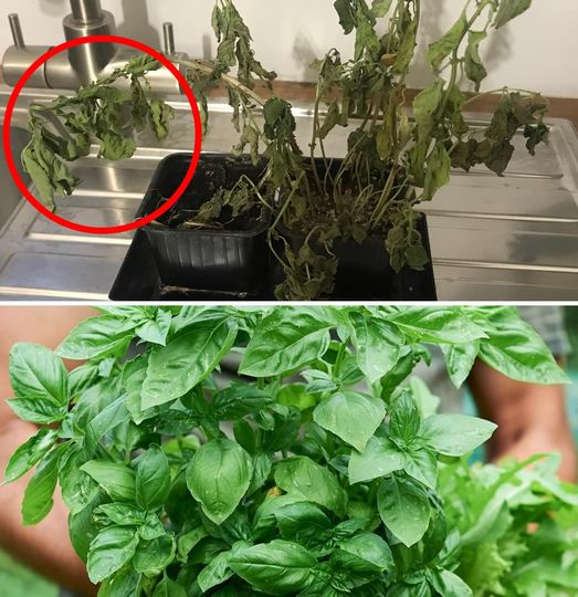 Warum vertrocknen Supermarkt-Basilikumpflanzen immer, wenn wir sie nach Hause bringen?