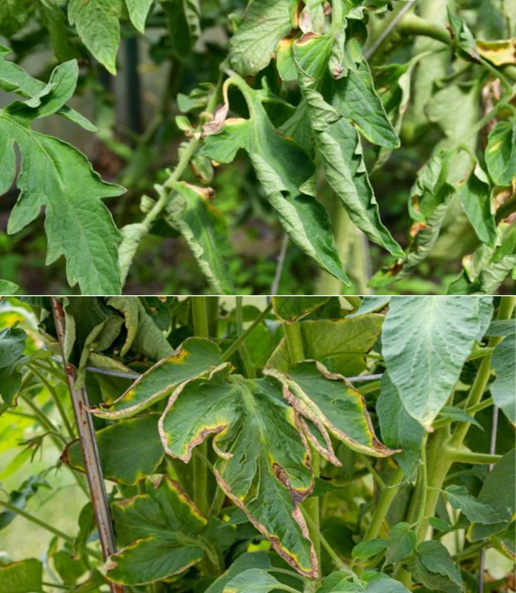 Warum werden Tomatenblätter oft verdreht? Seine Schuld ist