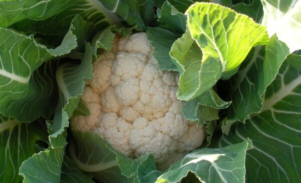 Was im Dezember im Gemüsegarten zu tun ist