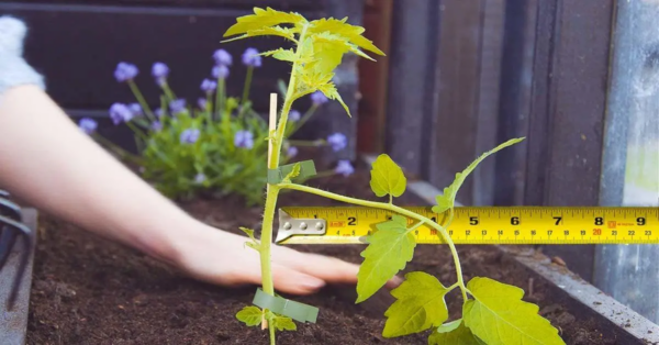 Was ist der ideale Abstand zwischen Tomatenplantagen?
