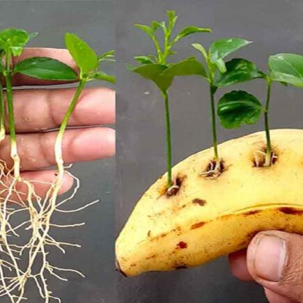 Was passiert, wenn man Zitronenkerne in eine Banane gibt? Undenkbar!