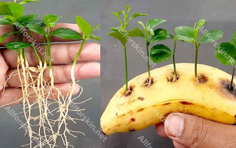 Was passiert, wenn man Zitronenkerne in eine Banane steckt? Undenkbar!