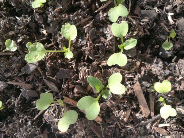 Was tun im Gemüsegarten im März