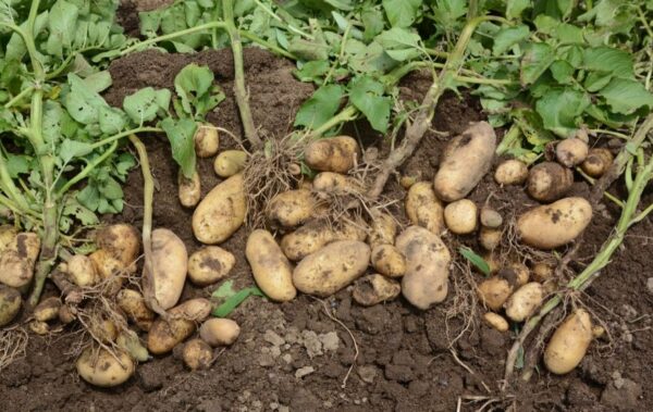 Was tun im Gemüsegarten im November