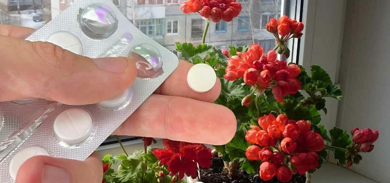 Wecken Sie jede Art von Blume mitten im Winter auf, sie werden alle neidisch auf Ihren Garten sein.