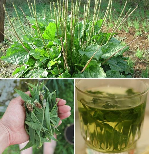 Wegerich: Eigenschaften und Vorteile dieses spontanen Heilkrauts