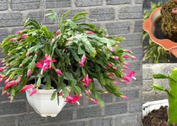 Weihnachtskaktus: Wie züchtet und pflegt man ihn, damit er lange hält?