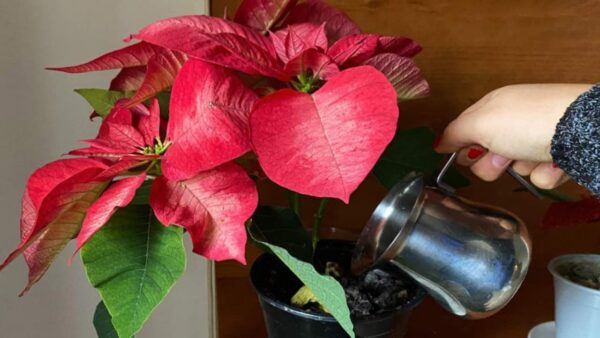 Weihnachtsstern, nur so kann man ihn gießen: Er stirbt nie