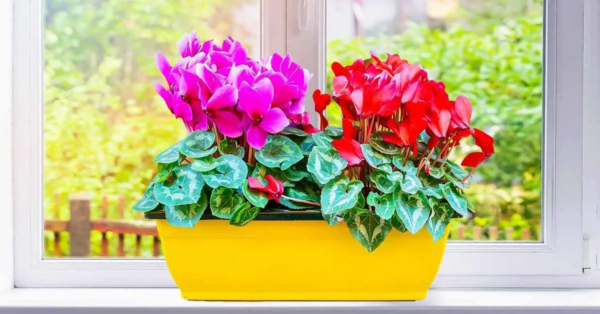 Welche Blumen blühen im Winter? Sie müssen nicht auf den Frühling warten