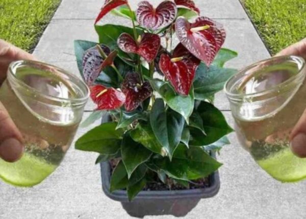 Welche Naturdünger zu 20 Cent sollten für die Blüte bevorzugt werden?