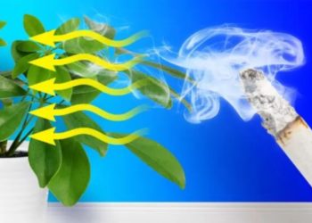 Welche Pflanzen sind umweltschädlich?