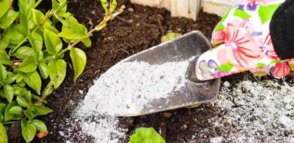 Welche Pflanzen sollten im Garten nicht mit Asche gedüngt werden?