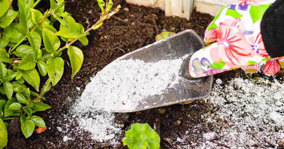 Welche Pflanzen sollten im Garten nicht mit Asche gedüngt werden?