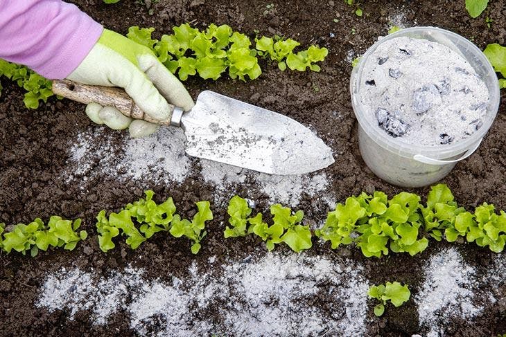 Welche Pflanzen sollten im Garten nicht mit Asche gedüngt werden? 4 Asche auf dem Boden verstreut