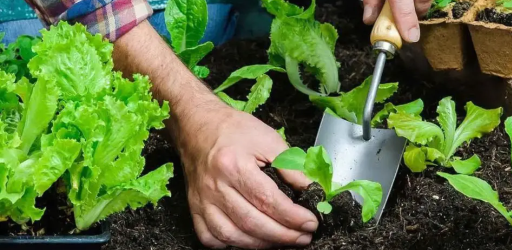 Welche Setzlinge sollen im Februar 2023 gepflanzt werden?