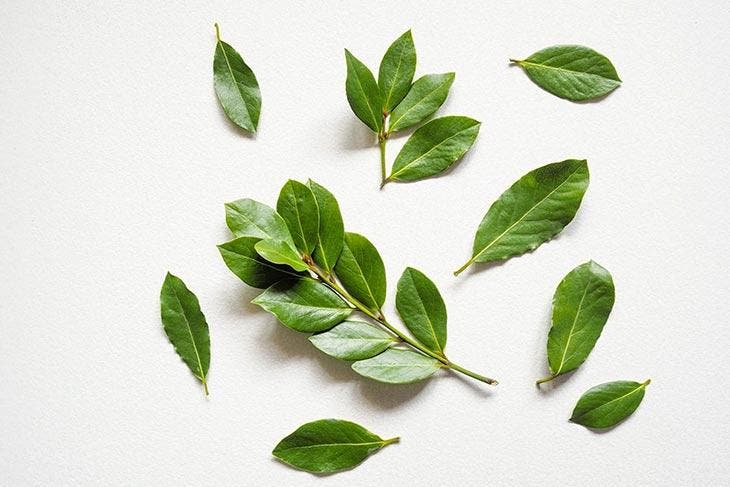 Zweig aus Lorbeerblättern