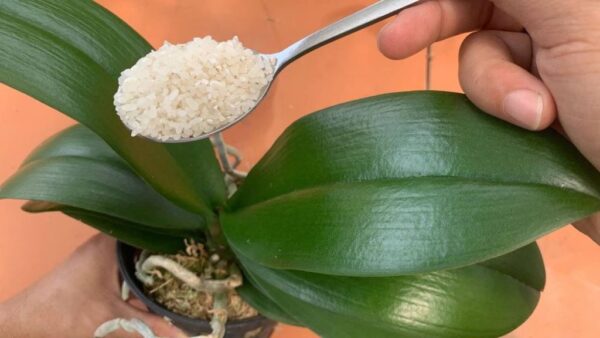 Wenn Sie Ihre Orchidee auf diese Weise füttern, blüht sie vier Jahreszeiten lang: nie zuvor