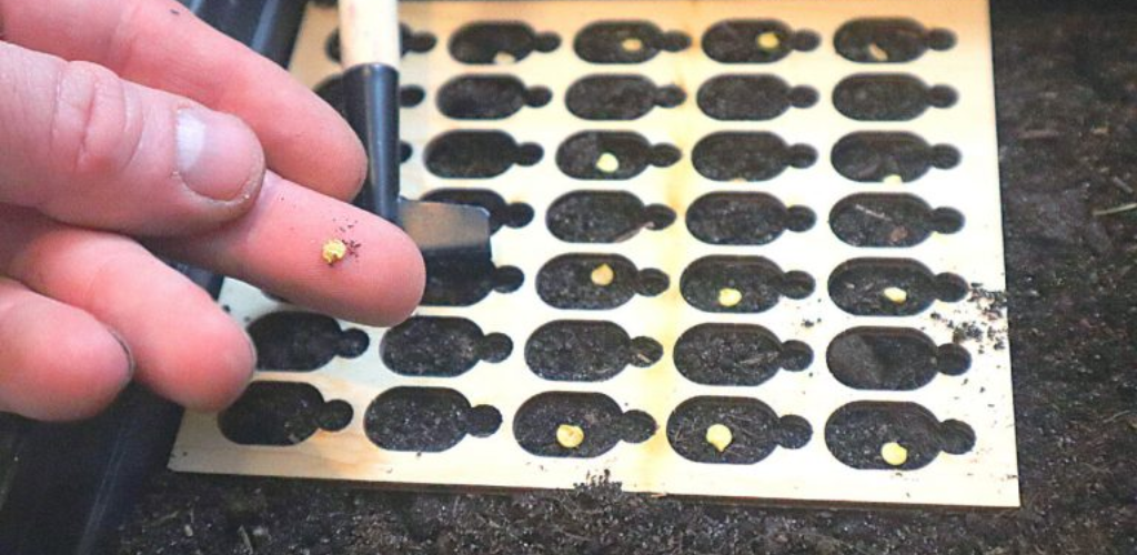 Wenn Sie an diesen Tagen im Februar 2024 Paprika pflanzen, werden die Sämlinge kräftig und stämmig sein