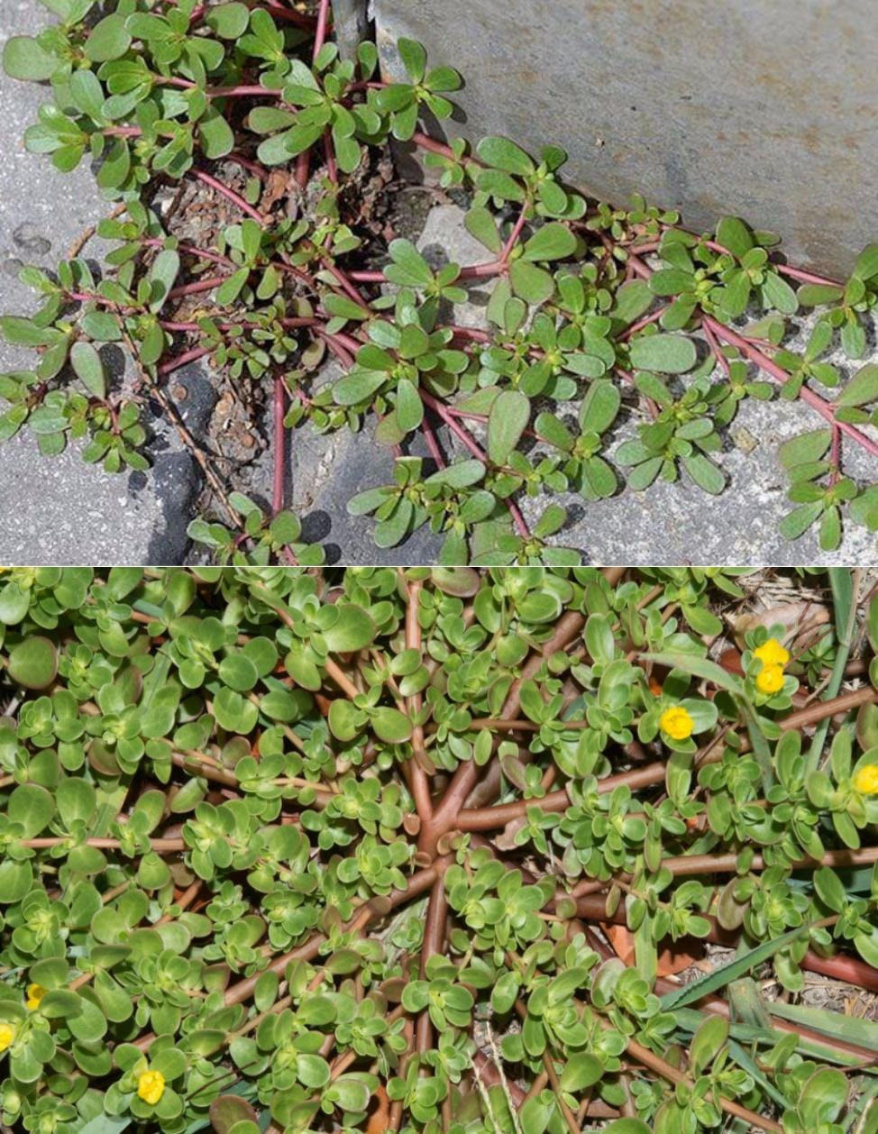 Wenn Sie dies in Ihrem Garten sehen, brechen Sie es unter keinen Umständen. Es rettet Leben!