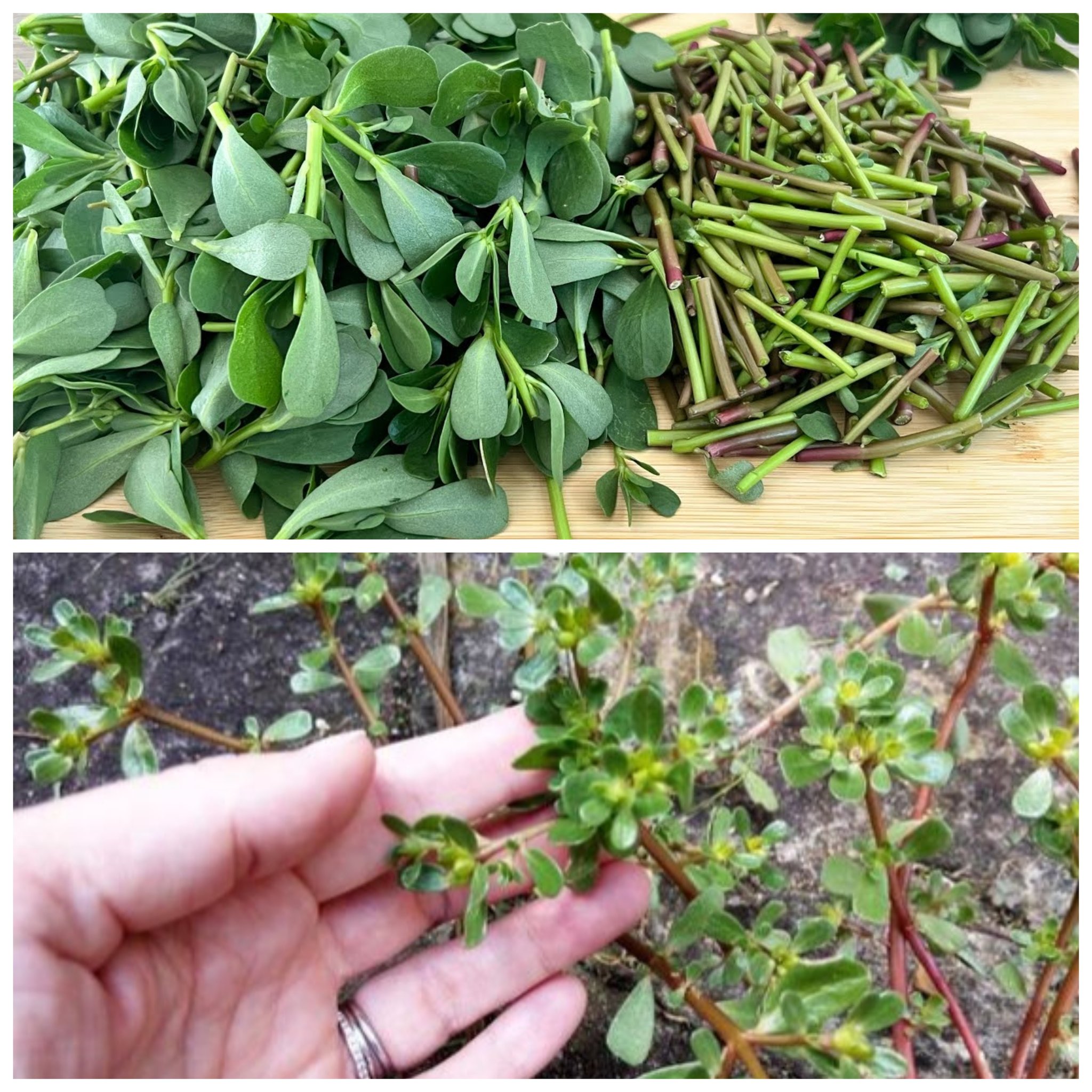 Wenn Sie dies in Ihrem Garten sehen, brechen Sie es unter keinen Umständen. Es rettet Leben!