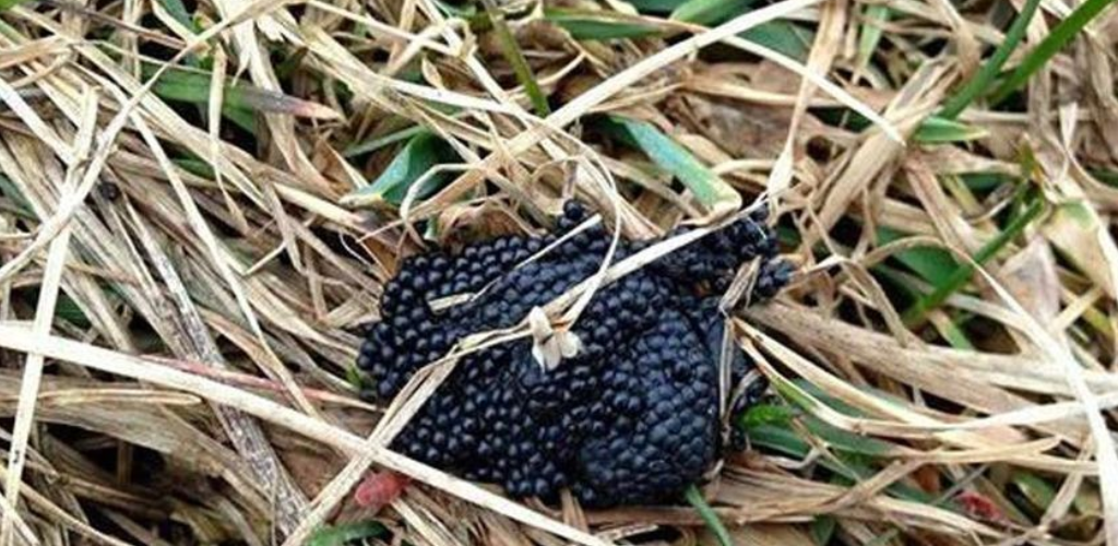 Wenn Sie diese Eier in Ihrem Garten sehen, verbrennen Sie sie sofort: Eine umfassende Anleitung zur Identifizierung und Bekämpfung von Zeckeneiern