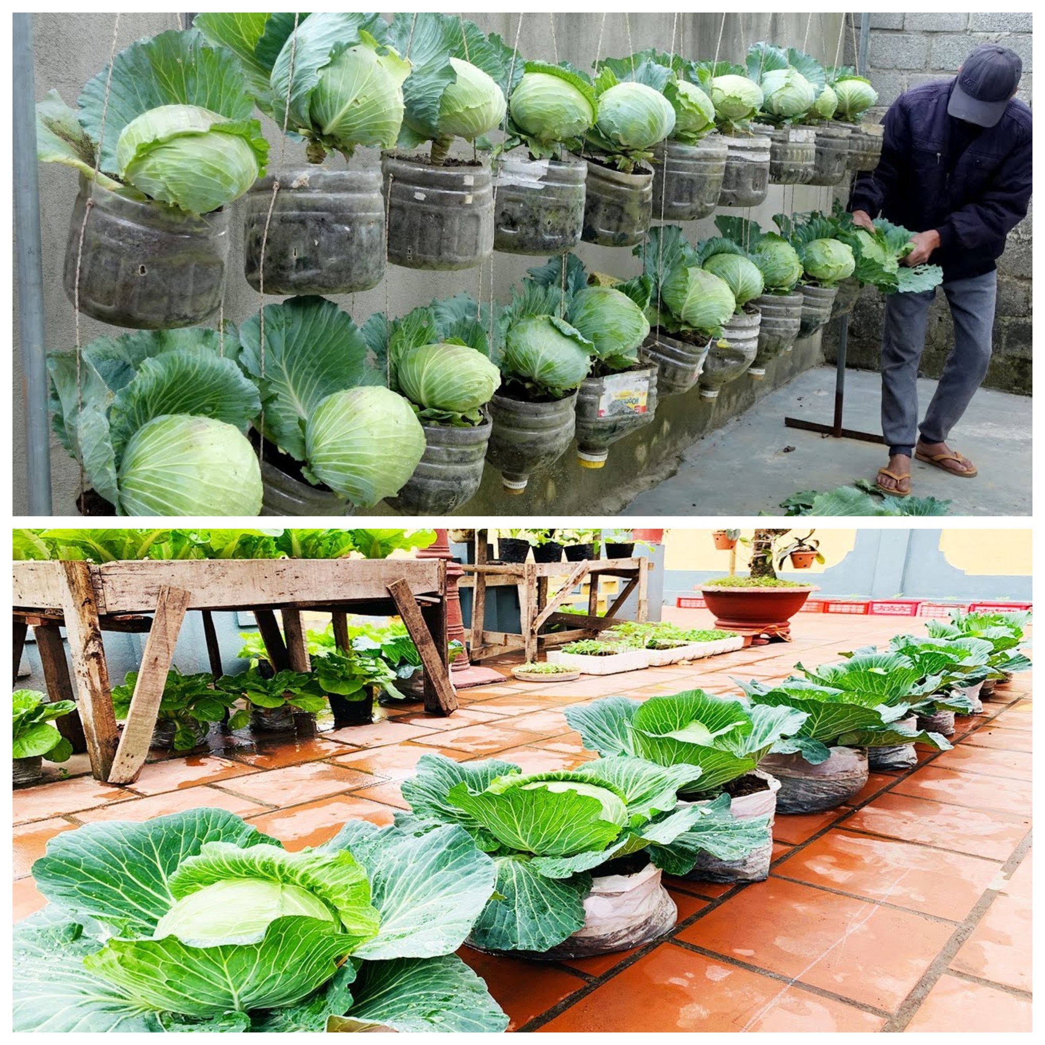 Wenn Sie diese Methode anwenden, erhalten Sie reichlich Kohl