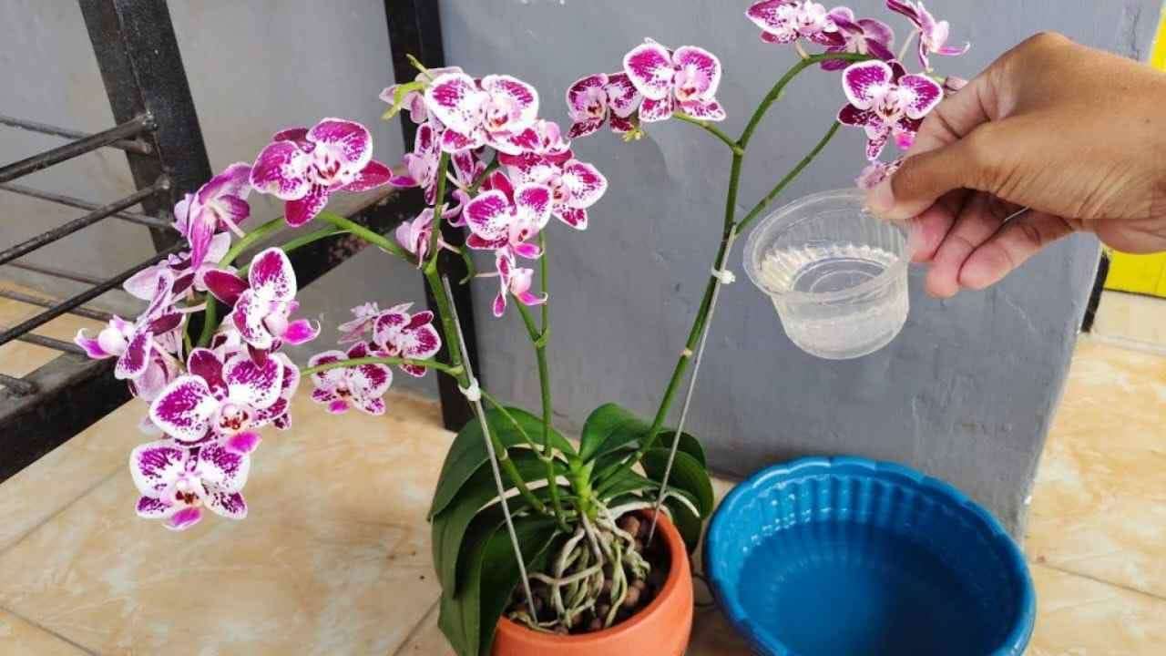 Wenn Sie eine kräftige Orchidee mit vielen glänzenden Blättern haben möchten, gießen Sie sie mit diesem