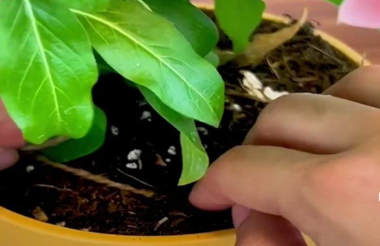 Wenn Sie im Urlaub sind, bewässern Sie den Garten mit einer Schnur