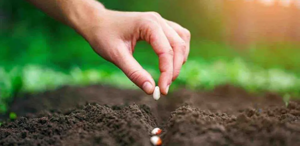 Wenn Sie sofort von den Vorteilen der Aussaat profitieren möchten, finden Sie hier die schnellsten Aussaaten.