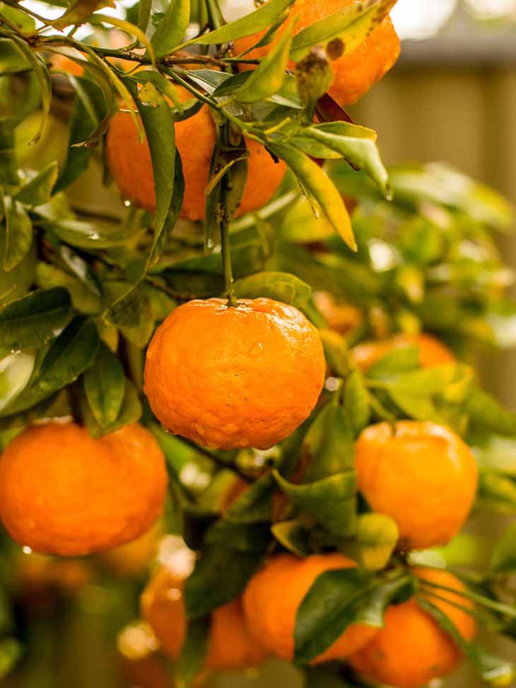 Werfen Sie Clementinenschalen nicht weg: Hier sind 8 geniale Möglichkeiten, sie zu recyceln 2 Mandarin